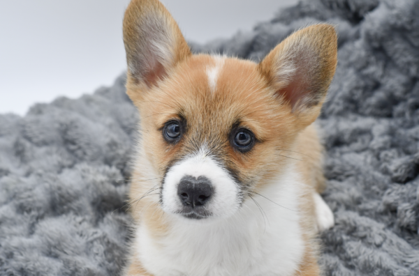 [#25933-05]  - Red / White M Pembroke Welsh Corgi Puppies for Sale